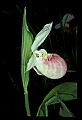 01105-00033-Showy Lady's Slipper, Cypripedium Reginae.jpg