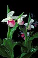 01105-00034-Showy Lady's Slipper, Cypripedium Reginae t.jpg