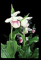 01105-00035-Showy Lady's Slipper, Cypripedium Reginae.jpg