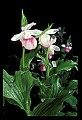 01105-00036-Showy Lady's Slipper, Cypripedium Reginae.jpg