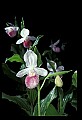 01105-00038-Showy Lady's Slipper, Cypripedium Reginae.jpg