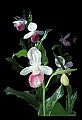 01105-00039-Showy Lady's Slipper, Cypripedium Reginae.jpg