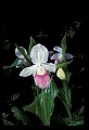 01105-00040-Showy Lady's Slipper, Cypripedium Reginae.jpg