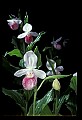 01105-00041-Showy Lady's Slipper, Cypripedium Reginae.jpg