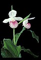 01105-00043-Showy Lady's Slipper, Cypripedium Reginae.jpg