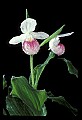 01105-00044-Showy Lady's Slipper, Cypripedium Reginae.jpg