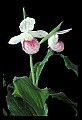 01105-00045-Showy Lady's Slipper, Cypripedium Reginae.jpg