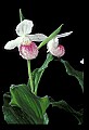 01105-00046-Showy Lady's Slipper, Cypripedium Reginae.jpg