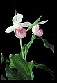 01105-00047-Showy Lady's Slipper, Cypripedium Reginae.jpg