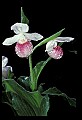 01105-00050-Showy Lady's Slipper, Cypripedium Reginae.jpg