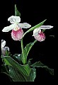 01105-00053-Showy Lady's Slipper, Cypripedium Reginae.jpg