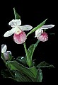 01105-00054-Showy Lady's Slipper, Cypripedium Reginae.jpg