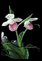 01105-00055-Showy Lady's Slipper, Cypripedium Reginae.jpg