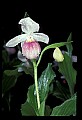 01105-00056-Showy Lady's Slipper, Cypripedium Reginae.jpg