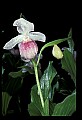 01105-00057-Showy Lady's Slipper, Cypripedium Reginae.jpg