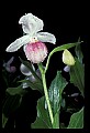 01105-00058-Showy Lady's Slipper, Cypripedium Reginae.jpg