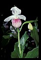 01105-00059-Showy Lady's Slipper, Cypripedium Reginae.jpg