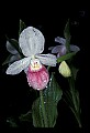 01105-00060-Showy Lady's Slipper, Cypripedium Reginae.jpg