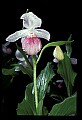 01105-00061-Showy Lady's Slipper, Cypripedium Reginae.jpg