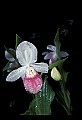 01105-00063-Showy Lady's Slipper, Cypripedium Reginae.jpg