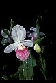 01105-00064-Showy Lady's Slipper, Cypripedium Reginae.jpg