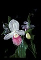 01105-00065-Showy Lady's Slipper, Cypripedium Reginae.jpg