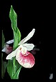 01105-00067-Showy Lady's Slipper, Cypripedium Reginae.jpg