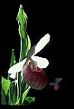 01105-00068-Showy Lady's Slipper, Cypripedium Reginae.jpg