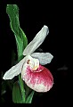 01105-00069-Showy Lady's Slipper, Cypripedium Reginae.jpg