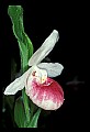 01105-00070-Showy Lady's Slipper, Cypripedium Reginae.jpg