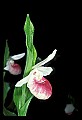 01105-00071-Showy Lady's Slipper, Cypripedium Reginae.jpg