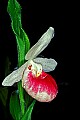 01105-00072-Showy Lady's Slipper, Cypripedium Reginae t.jpg