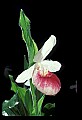 01105-00073-Showy Lady's Slipper, Cypripedium Reginae.jpg