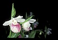 01105-00074-Showy Lady's Slipper, Cypripedium Reginae.jpg