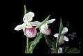 01105-00075-Showy Lady's Slipper, Cypripedium Reginae.jpg