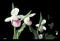 01105-00078-Showy Lady's Slipper, Cypripedium Reginae.jpg