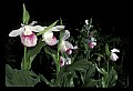 01105-00079-Showy Lady's Slipper, Cypripedium Reginae.jpg