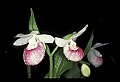 01105-00082-Showy Lady's Slipper, Cypripedium Reginae.jpg