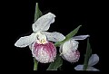 01105-00085-Showy Lady's Slipper, Cypripedium Reginae.jpg