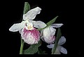 01105-00086-Showy Lady's Slipper, Cypripedium Reginae.jpg