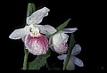 01105-00087-Showy Lady's Slipper, Cypripedium Reginae.jpg