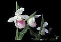 01105-00088-Showy Lady's Slipper, Cypripedium Reginae.jpg