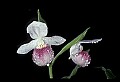 01105-00089-Showy Lady's Slipper, Cypripedium Reginae.jpg