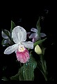 01105-00091-Showy Lady's Slipper, Cypripedium Reginae.jpg