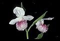 01105-00092-Showy Lady's Slipper, Cypripedium Reginae.jpg