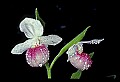 01105-00094-Showy Lady's Slipper, Cypripedium Reginae.jpg