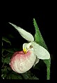 01105-00096-Showy Lady's Slipper, Cypripedium Reginae.jpg