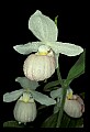 01105-00097-Showy Lady's Slipper, Cypripedium Reginae.jpg