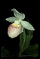 01105-00098-Showy Lady's Slipper, Cypripedium Reginae.jpg