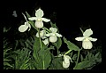 01105-00099-Showy Lady's Slipper, Cypripedium Reginae.jpg